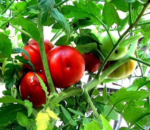 Homegrown tomatoes are a delight and offer great rewards for the home gardener
