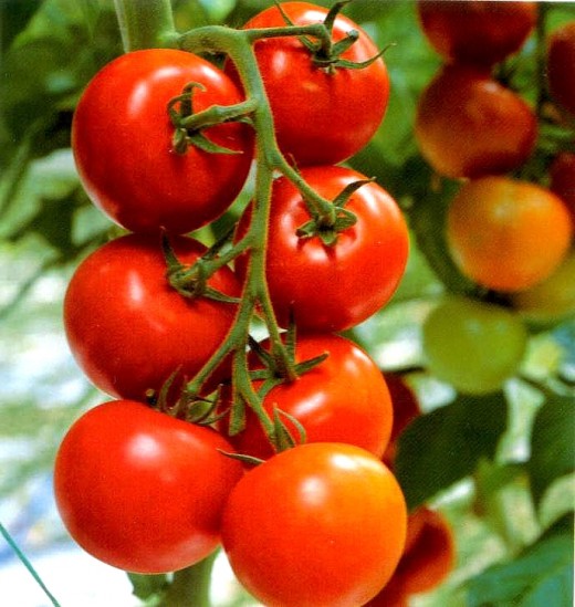 Luscious home grown tomatoes ripened on the vine are incredible for taste, aroma and texture