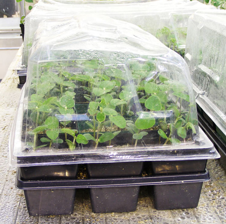 Planting Seedlings into Straw Bales Tip 3