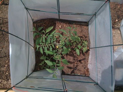 Planting Seedlings into Straw Bales Tip 4