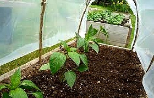 Planting Seedlings into Straw Bales Tip 6