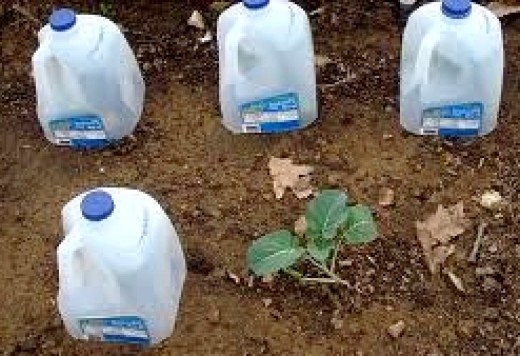 Planting Seedlings into Straw Bales Tip 7