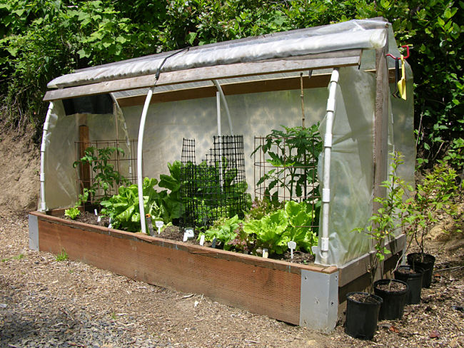 Planting Seedlings into Straw Bales Tip 9