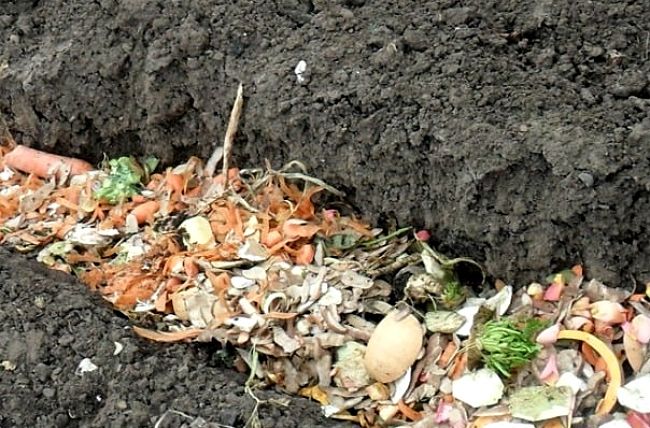 In-Ground Composting is very simple and requires little effort compared with bin composting