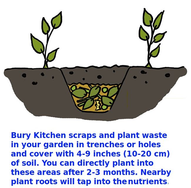 Trench Composting allows strips of a garden bed to be fallowed and rested while compost is being processed below ground