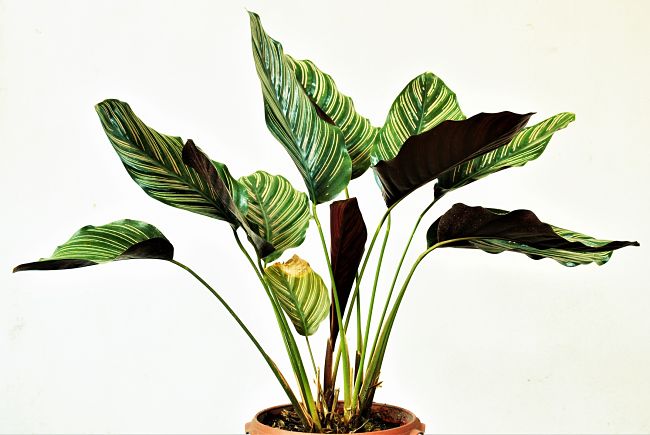 Use this guide to diagnose the cause of problems with your indoor plants and find a solution