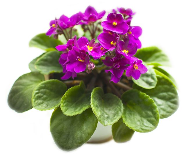 Many indoor plants with hairy leaves should only be watered directly onto the roots and soil, not sprayed onto the leaves.