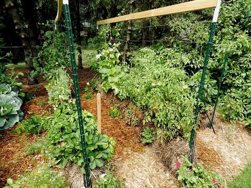 The Mittleider Method of gardening resembles planting directly into straw bales. Plants are supported to grow vertically, increasing yields and the use of minimum space and soil area