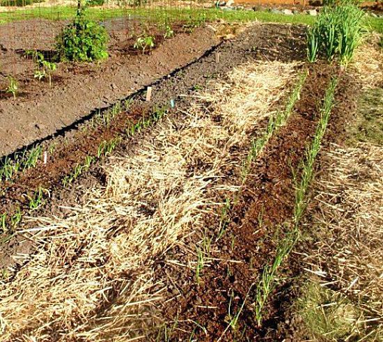 Discover how to grow these fresh herbs and vegetables in your no dig garden using paper and straw.