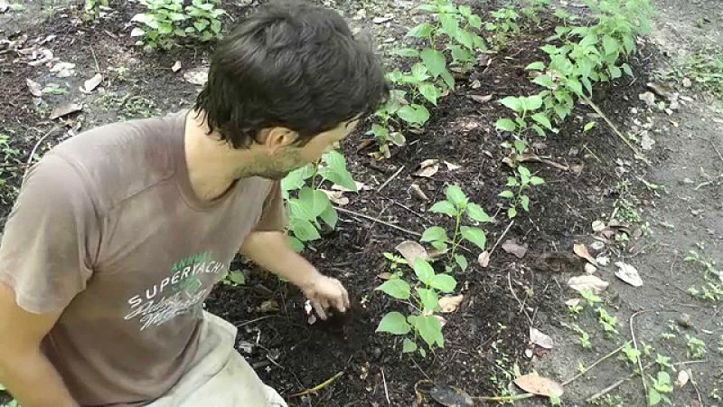 Peppers and chillies grow well in no dig gardens when planted as seedlings