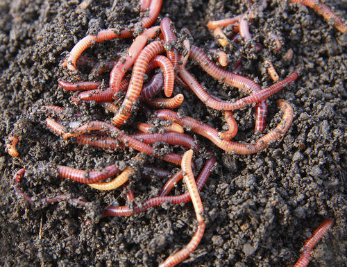 Heavy mulching encourages composting and the proliferation of worms which help work the soil improving its structure and fertility