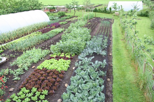 Providing a mini-hot house for your tomatoes in pots increases growth rates and prevents the plants from drying out in your no-dig gardens