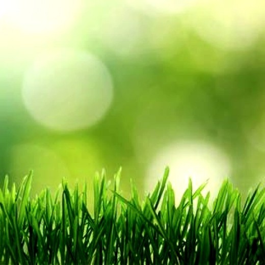 Keeping your grass growing is the key to maintaining a healthy organic lawn. Don't mow it too close to the ground