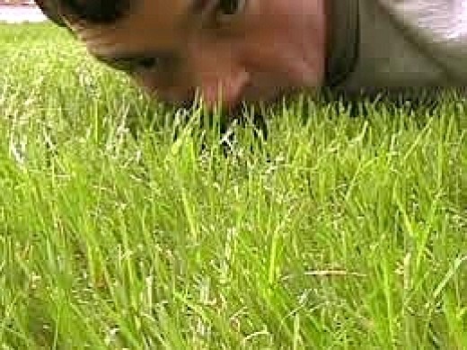 Organic Lawn Care Tip 2