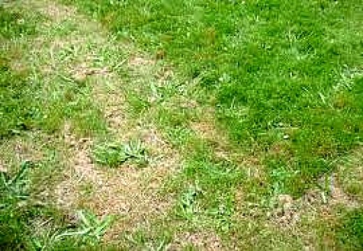 Organic Lawn Care Tip 3