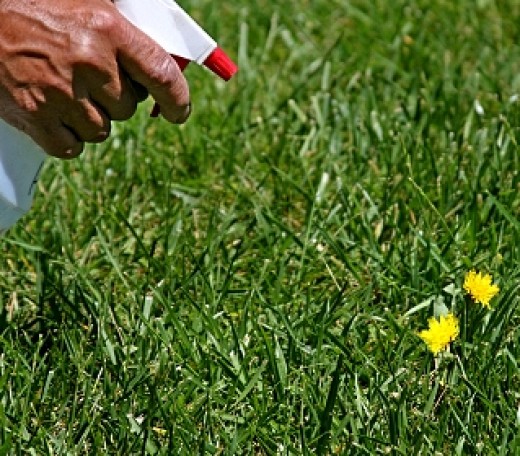 Organic Lawn Care Tip 5