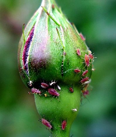 Aphids attacking a rode bud and stopping it from opening