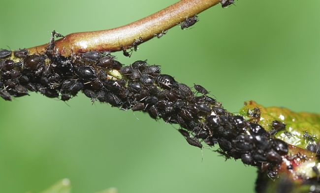 A heavy infestation of aphids can kill or harm plants. See the natural control methods in this article