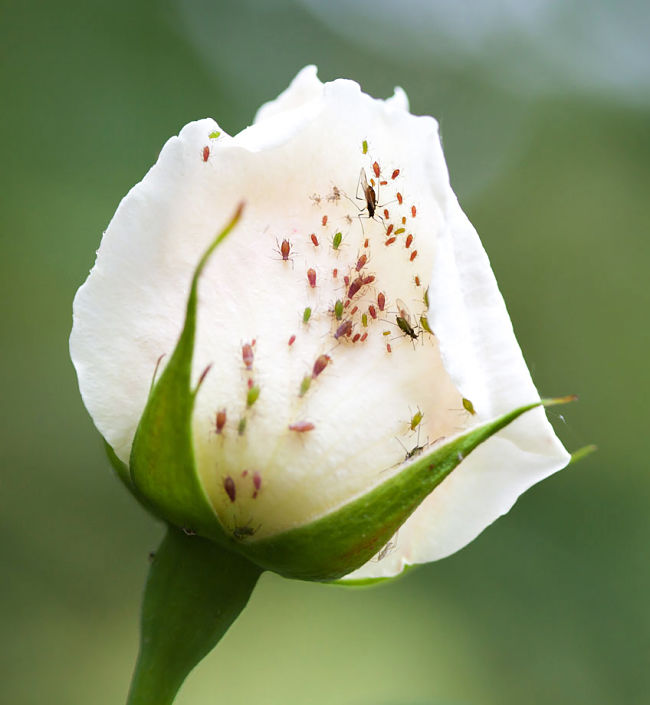 Aphids about to destroy a rose bud about to open