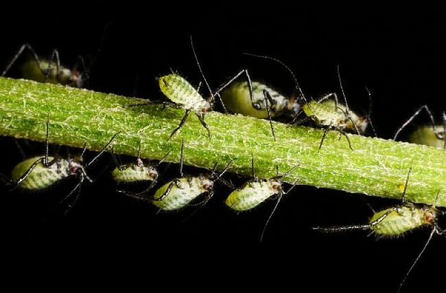 Aphids breed and spread very quickly. Natural remedies and the best control method.