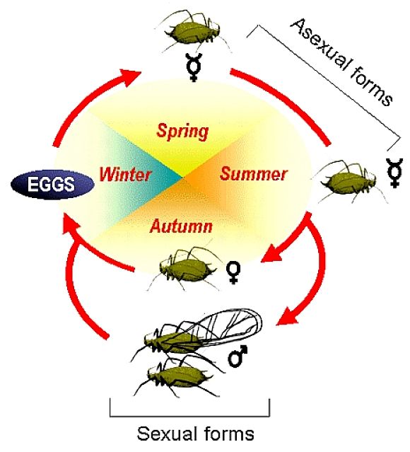 The lifecycle of aphids is dominated by females with males only being produced for mating in late autumn. Rapid Reproduction during the summer months is asexual cloning with young born live.