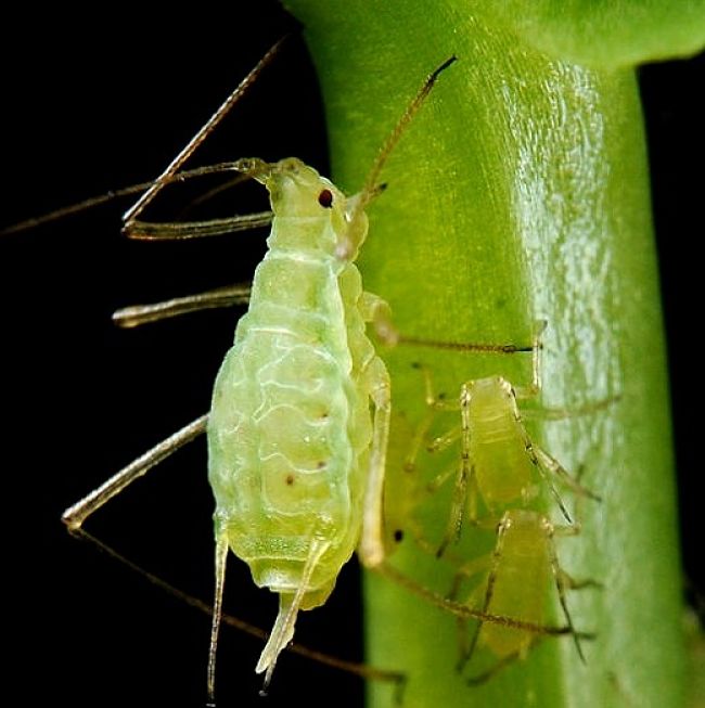 All the aphids are female and reproduction is effectively cloning with eggs and larvae developing inside the female