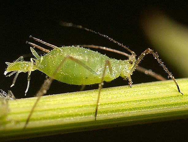 The young aphids are born live at the first instar stage allowing rapid development of large populations. Each female can produce thousands of young during a single summer