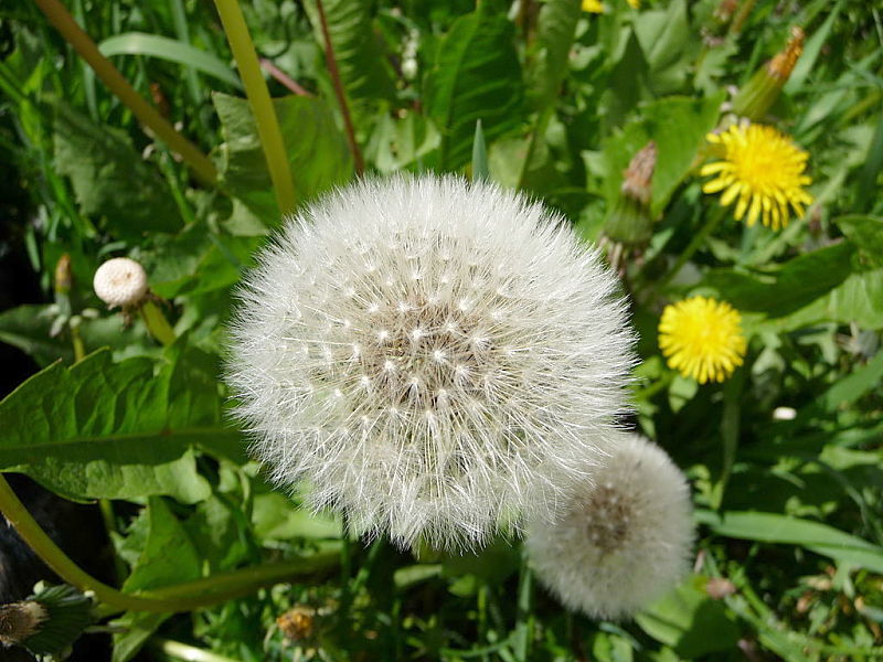 Weeds are prolific seed producers which makes them so effective