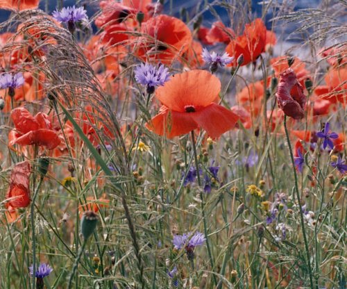 Weeds can be very attractive, but their beauty is deceptive as they spread and ruin gardens