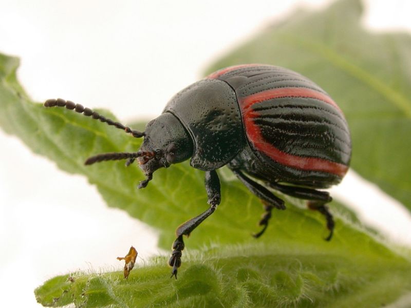 Biological control is the best way to control weeds naturally as many weeds proliferate because they are relocated to areas that have none of the control species