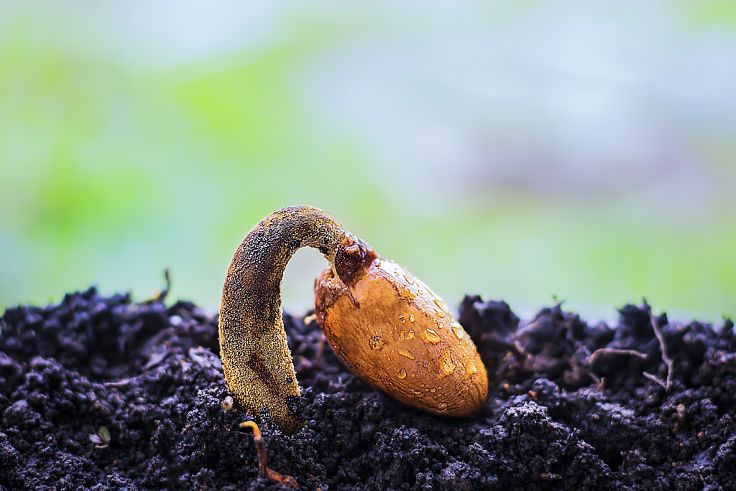 Seed germinating