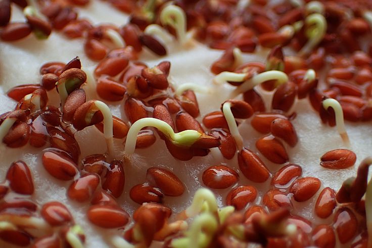 Seeds that require direct sunlight to germinate can be sprouted on wet paper towels