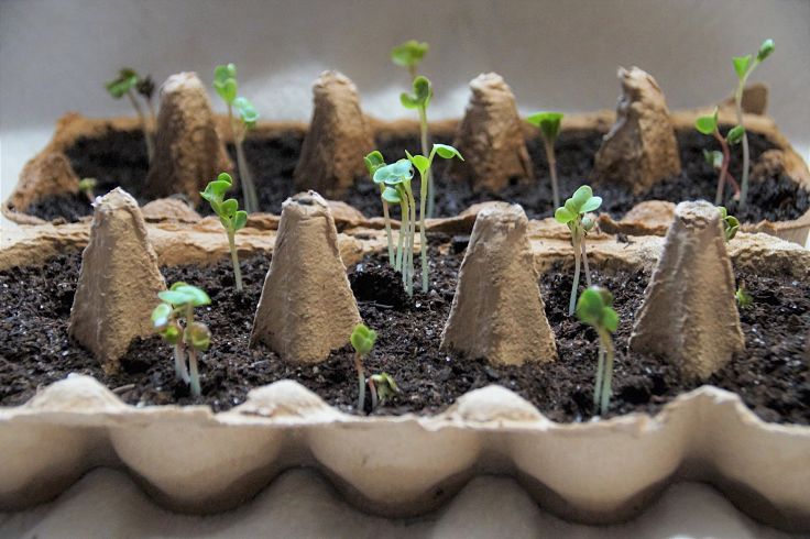 Discover which seeds do not transplant well when germinated in seed trays