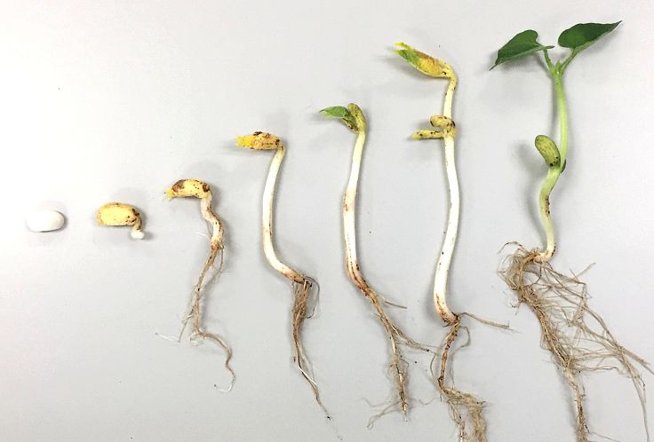 Discover how a seed develops after germinating, from sprout to the first leaf and then to the shoot stage