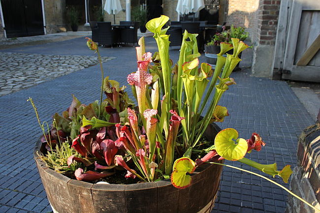 Pots are a gresat way to get more garden in tiny spaces