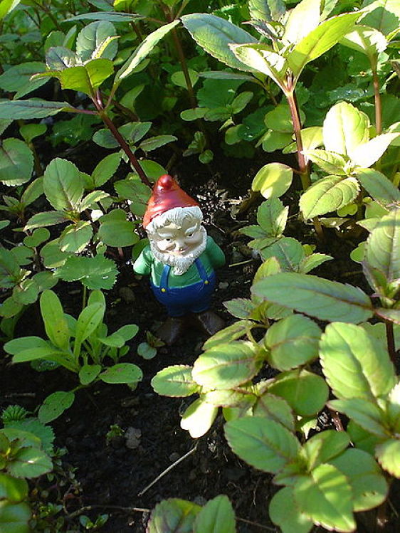 Small gnomes protect tiny gardens