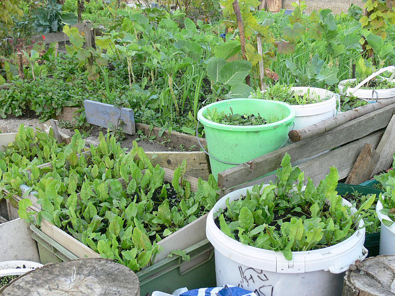 Start small with your Organic Garden. The same methods apply for switching an existing garden to an organic and sustainable one