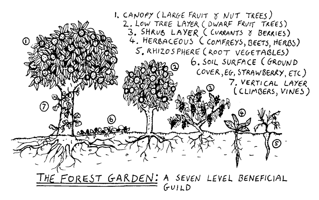 Permaculture principles of vertical layers can be used in an organic garden