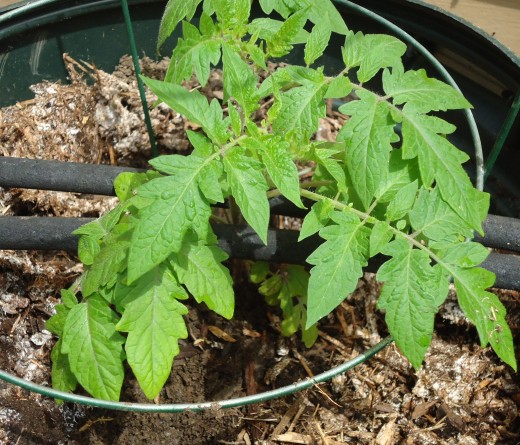 Flat leaf parsley is amongst the most nutritious of all fresh herbs