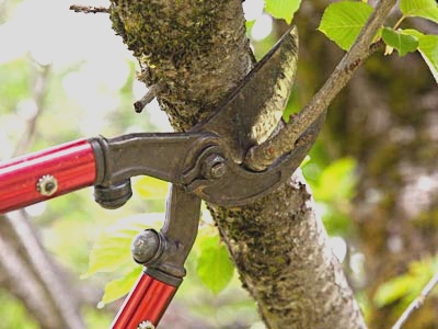 Better pruning and healthy trees required an understanding of how trees repair damage and seal cuts.