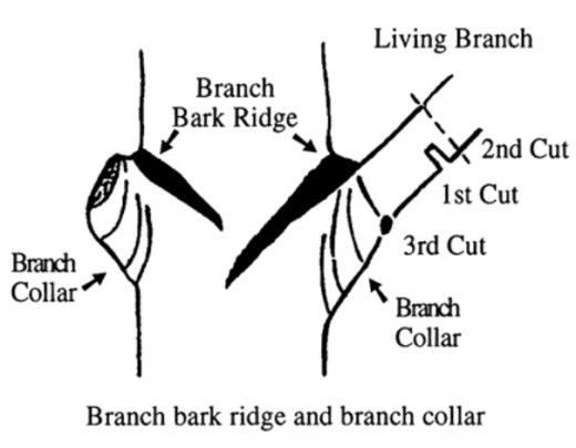 The collar area in the branch junction is crucial for successful pruning as it contains cells that compartmentalize and seal off damaged branches from the rest of the tree. multiple cuts are recommended to prevent any damage to the collar ares.