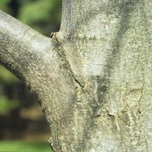 This shows the collar area in the branch to trunk junction. Prune above the collar. ensuring that it is not damaged.