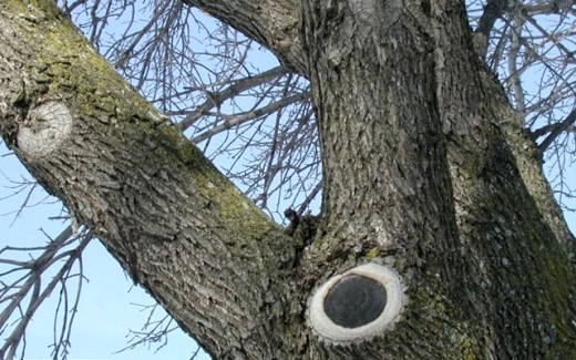 This shows a successful pruning to remove a branch. The cut has been sealed by callus cells and woundwood.