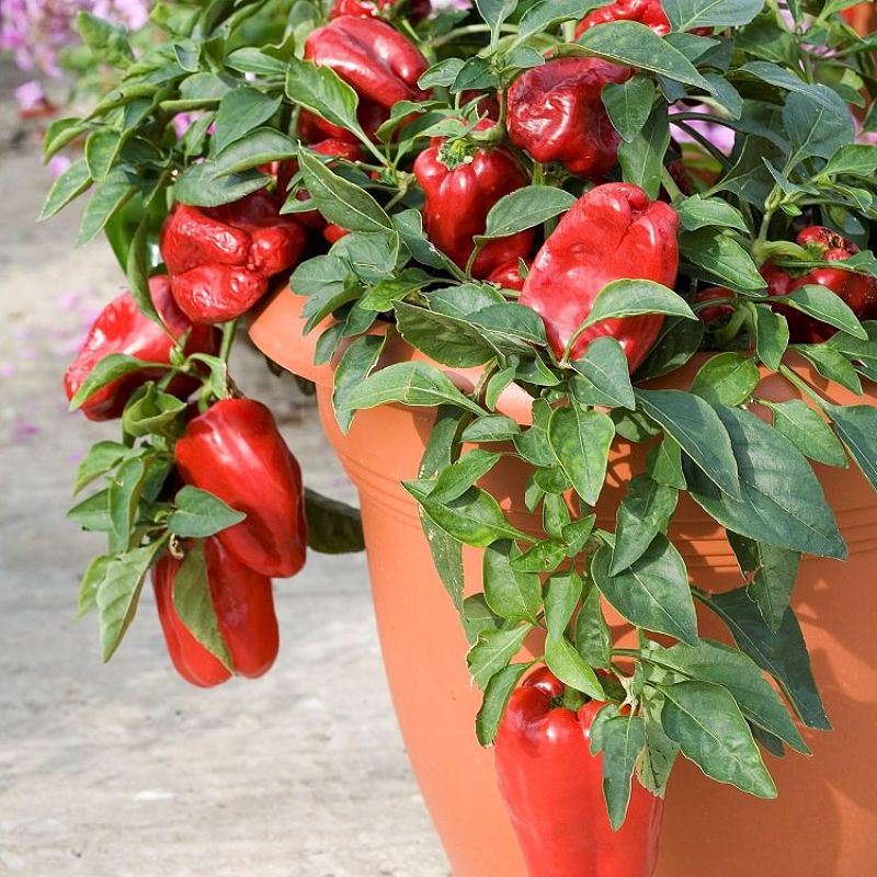 Peppers and chillies grow well in pots and containers