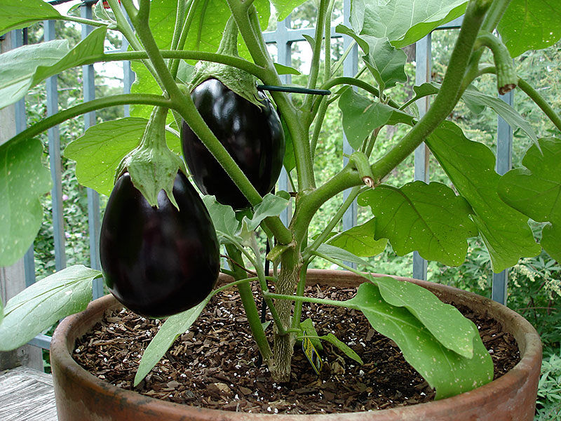 Homegrown tomatoes, fully ripened on the vine, have a unique flavor that cannot be duplicated with commercial varieties bought in the shops. Growing your own is very rewarding and easy if you follow the tips provided.