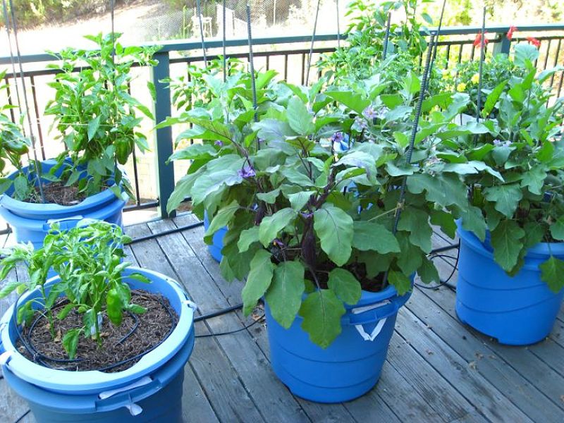 Pots and conatiners are suitable for a wide range of herbs and vegetables than can be mixed with flowers