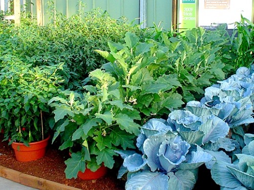 Flat leaf parsley is amongst the most nutritious of all fresh herbs. most of which can be grown well in pots and containers