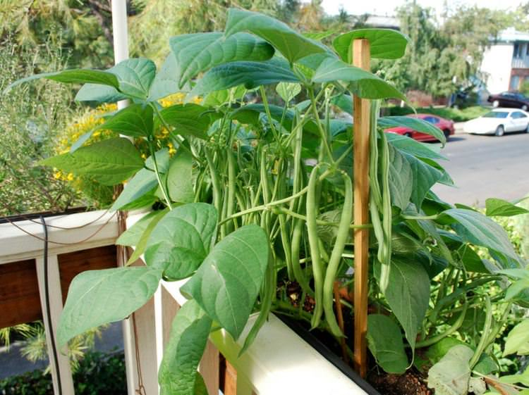 Beans grow very well in pots and can be continuously harvested
