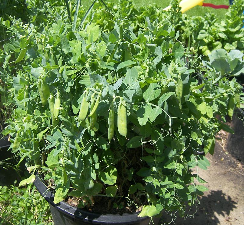 Snap and Sugar Peas are a fabulous vegetable for large pots and containers