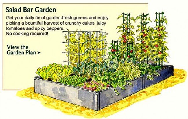 The fresh salad garden layout